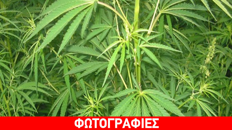 Σέρρες: Καλλιεργούσε κάνναβη στο χωράφι του