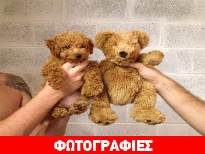 Σκυλάκια που μοιάζουν με κάτι άλλο…