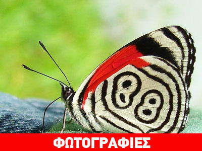 Η «τυχερή» πεταλούδα με το Νο 88!