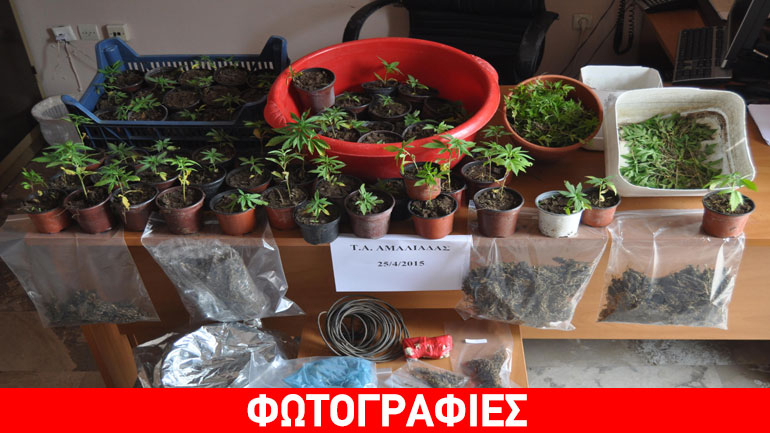 Ηλεία: Καλλιεργούσε χασισοφυτείες δίπλα στο… κύμα!