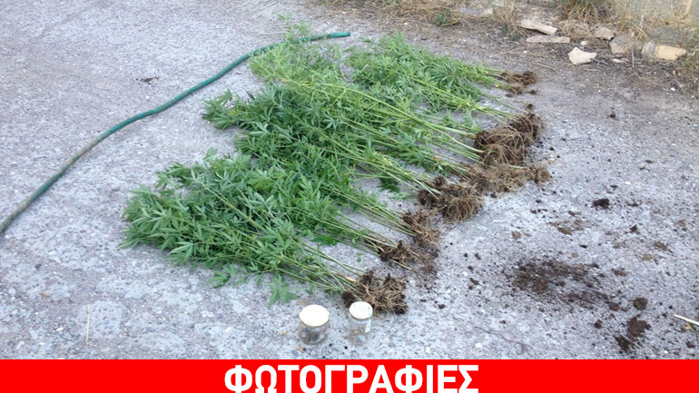 Μεσολόγγι: Καλλιεργούσε κάνναβη στο αγρόκτημά του