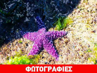 Ένας σπάνιος μοβ αστερίας