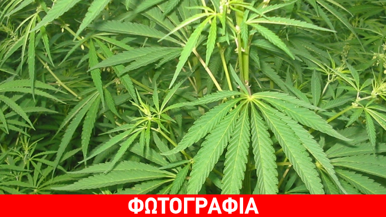 Εντοπίστηκε χασισοφυτεία στη Λακωνία
