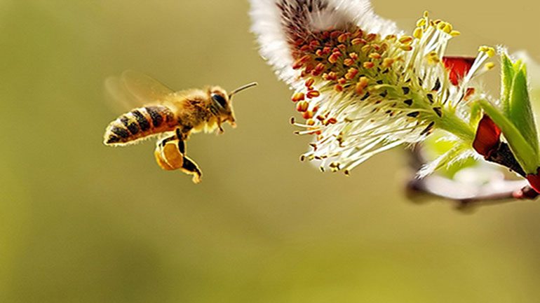 Σλοβενία: Kαθιέρωση της 20ής Μαΐου ως Παγκόσμιας Ημέρας της Μέλισσας