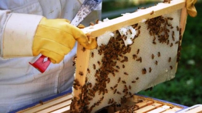 SOS εκπέμπουν οι μελισσοκόμοι στην Ήπειρο