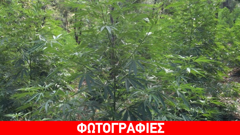Εντοπίστηκε χασισοφυτεία στη Μεσσηνία