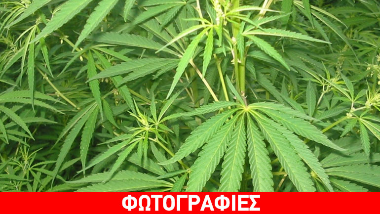 Λάρισα: Καλλιεργούσε κάνναβη σε εγκαταλελειμμένο εργοστάσιο