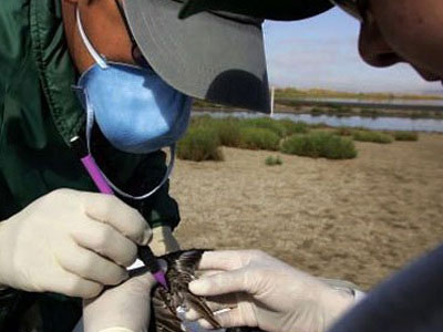 Βουλγαρία: Κρούσμα της γρίπης των πτηνών κοντά στο Μπουργκάς