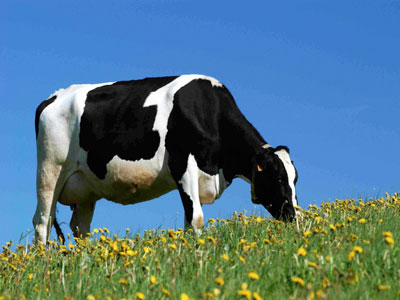 Ολλανδία: Στα 300 εκατ. ευρώ οι απώλειες από τις ρωσικές κυρώσεις