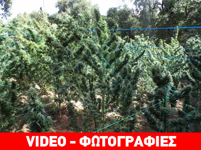 Εντοπίστηκαν χασισοφυτείες στον Μυλοπόταμο Ρεθύμνου