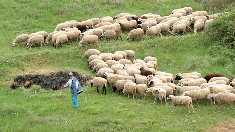 ΕΛΓΑ: Αποζημιώσεις σε κτηνοτρόφους για ζημιές στο ζωικό κεφάλαιο