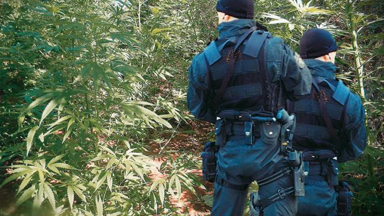 Αλβανία: Επιχείρηση της αστυνομίας σε χασισοφυτείες