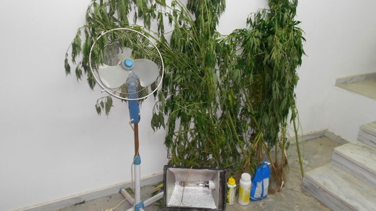 Δύο συλλήψεις για καλλιέργεια κάνναβης στο Ηράκλειο