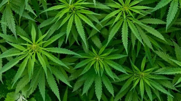 Αργολίδα: Καλλιεργούσε κάνναβη στο αγρόκτημά του