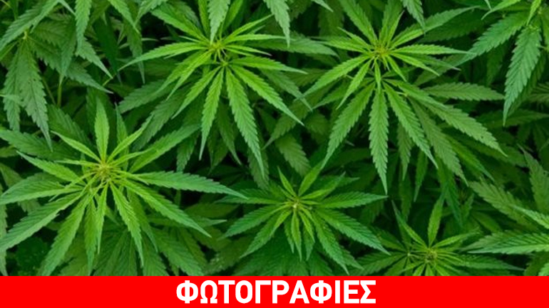 Εργαστήριο υδροπονικής καλλιέργειας κάνναβης σε διαμέρισμα στη Ρόδο