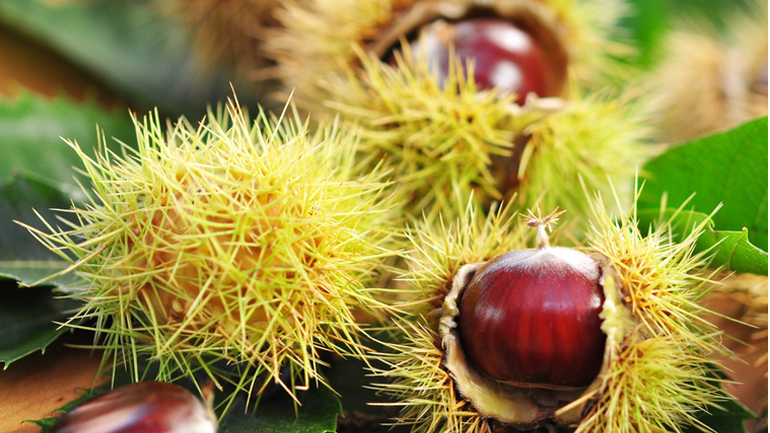 Κερδίζει έδαφος η καστανοκαλλιέργεια στην Ελλάδα