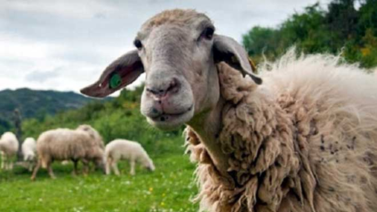 Χαλκιδική: Για κλοπή 329 αιγοπροβάτων κατηγορούνται δύο αδέλφια