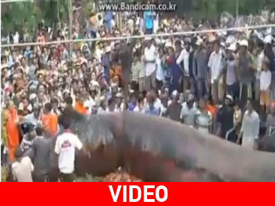 Παράξενο κήτος ξεβράστηκε στην Ασία Παράξενο κήτος ξεβράστηκε στην Ασία