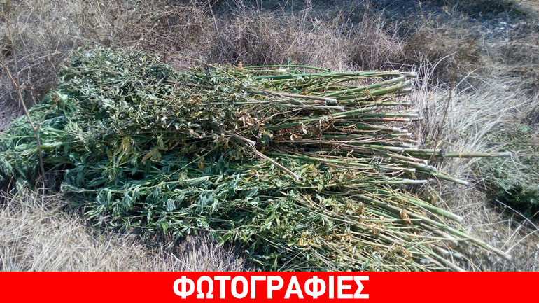 Εντοπίστηκε χασισοφυτεία στη Λίμνη Ευβοίας