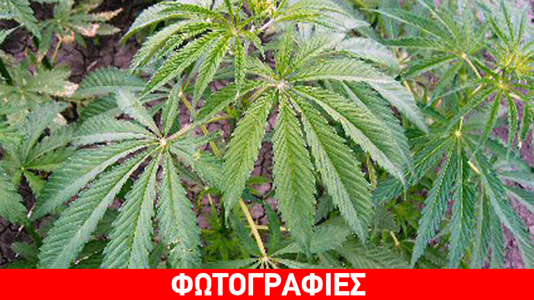 Καλλιεργούσε χασίς σε δασική περιοχή στις Σέρρες