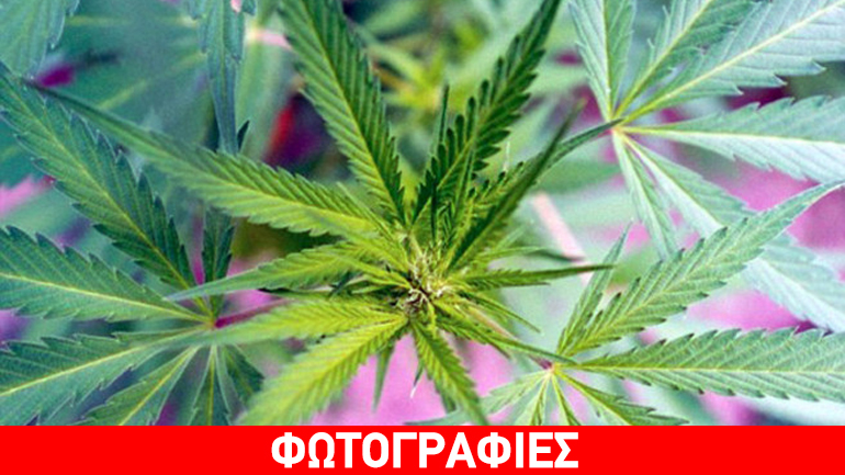 Ρόδος: Καλλιεργούσε κάνναβη στο μπαλκόνι του σπιτιού του
