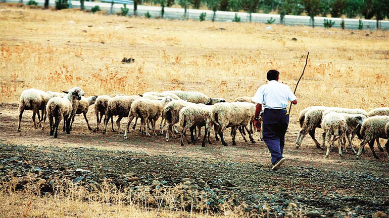 Προσεχώς η ΚΥΑ για την αποζημίωση των κτηνοτρόφων
