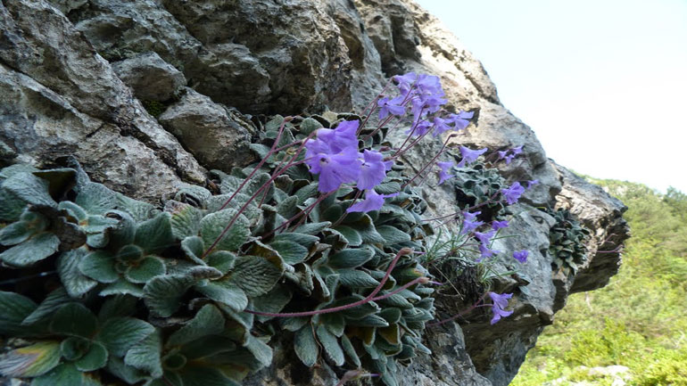 Γιάνκεα: Το λουλούδι που φυτρώνει μόνο στον Όλυμπο