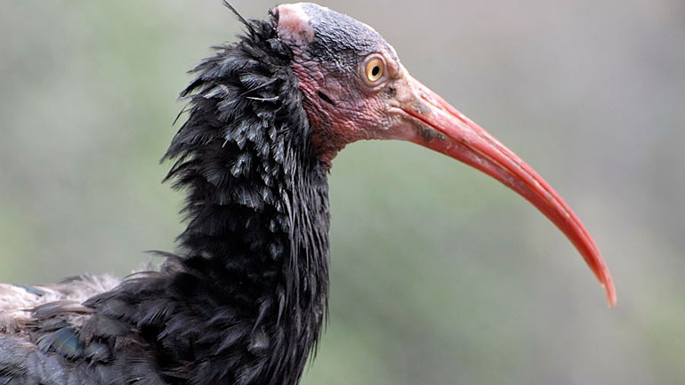 Παλμύρα: Σπάνιο είδος πτηνού απειλείται με εξαφάνιση από την επέλαση των τζιχαντιστών