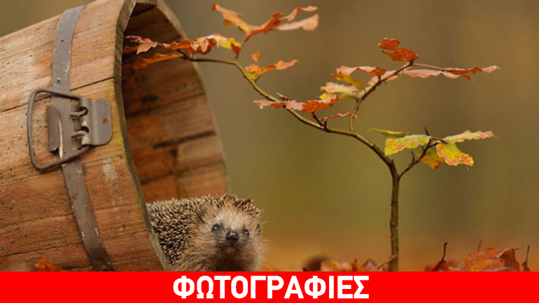 Όταν τα ζώα απολαμβάνουν το φθινόπωρο…