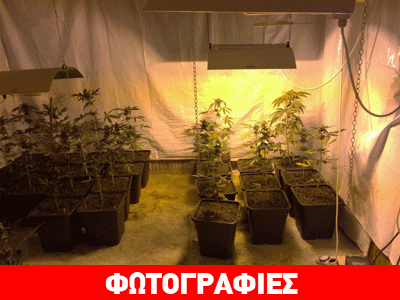 Εντοπίστηκε εργαστήριο υδροπονικής καλλιέργειας κάνναβης