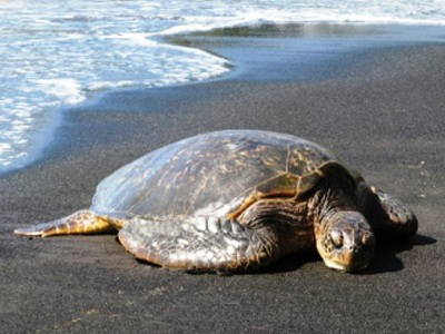 Νεκρή καρέτα – καρέτα στο Ναύπλιο