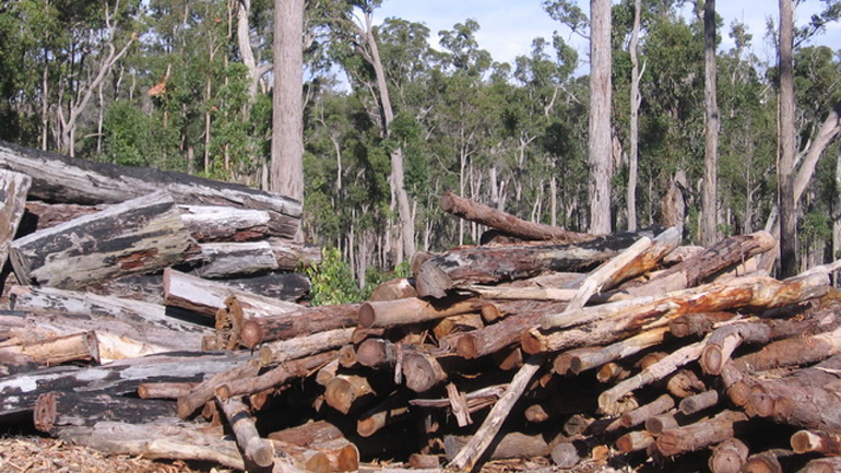Εφαρμογή κανονισμού για την παράνομη υλοτόμηση ζητεί η Κομισιόν