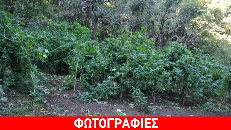 Εντοπίστηκε φυτεία με 1.024 δενδρύλλια κάνναβης στα Καμένα Βούρλα