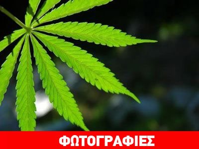 Καλλιεργούσε κάνναβη στην ταράτσα του σπιτιού του