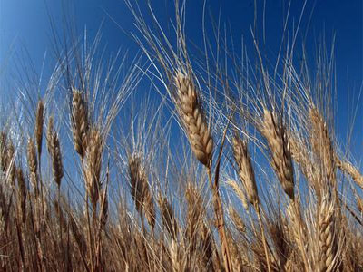 Την επιβολή δασμών στις εξαγωγές δημητριακών εξετάζει η Ρωσία