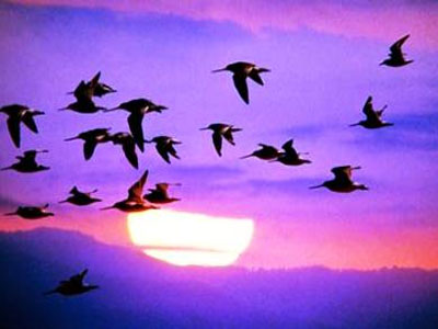 Ευρώπη: 421 εκατ. πτηνά χάθηκαν τα τελευταία 30 χρόνια