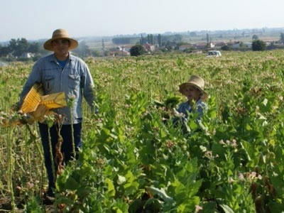 Eurostat: Αυξήθηκε το εισόδημα των Ελλήνων αγροτών