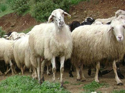 Νέα κρούσματα καταρροϊκού πυρετού στην Κοζάνη