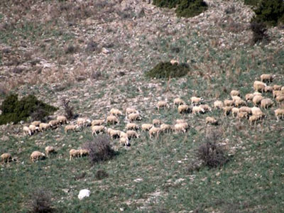 Σε εφαρμογή τίθεται ο «Κτηνίατρος Εκτροφής»