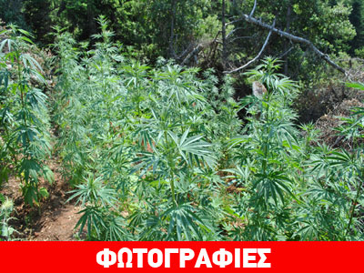 Αιτωλοακαρνανία: Στη… φάκα καλλιεργητές κάνναβης