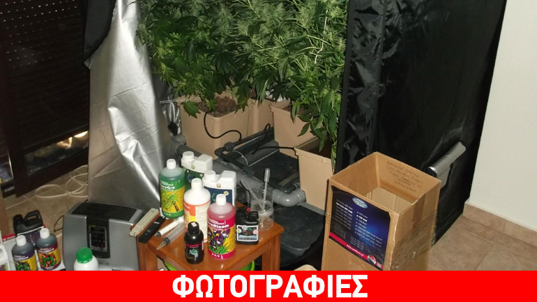 Κοζάνη: Είχε μετατρέψει το σπίτι του σε εργαστήριο κάνναβης