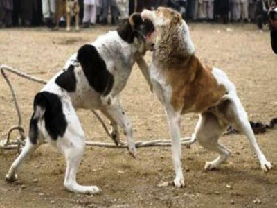 Κατερίνη: Μαζικές συλλήψεις για διοργάνωση κυνομαχιών