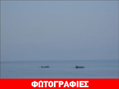 Δελφίνια στην παραλία της Αφήσσου!