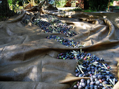 Γλυφάδα: Συγκομιδή ελιών για τις άπορες οικογένειες