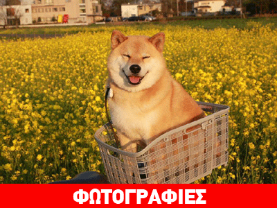 Ο πιο χαμογελαστός σκύλος στον κόσμο!