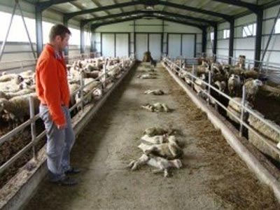 Νέο κρούσμα ευλογιάς στη Θράκη