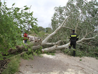 Βόλος: Πτώσεις δέντρων λόγω των θυελλωδών ανέμων