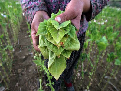 Ενίσχυση έξι εκατ. ευρώ σε 459 παραγωγούς καπνού