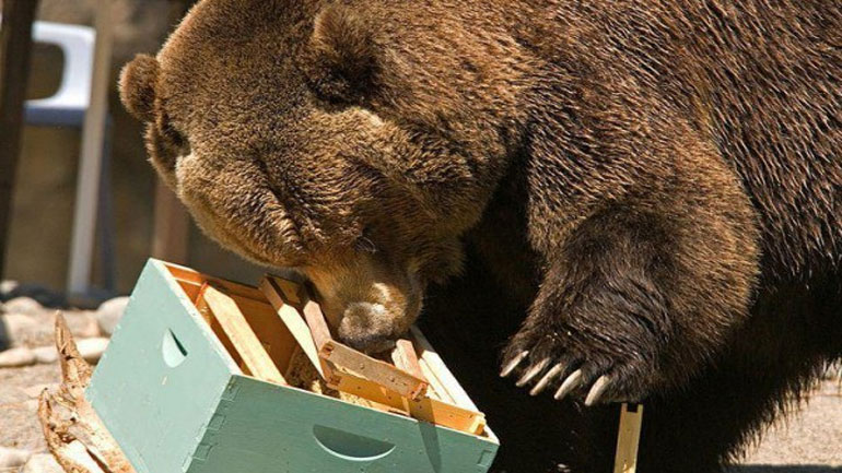 Αρκούδα κατέστρεψε μελισσοκομείο στα Ιωάννινα