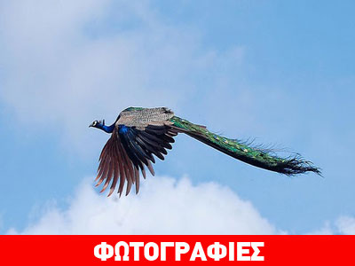 Παγώνια εν πτήσει!